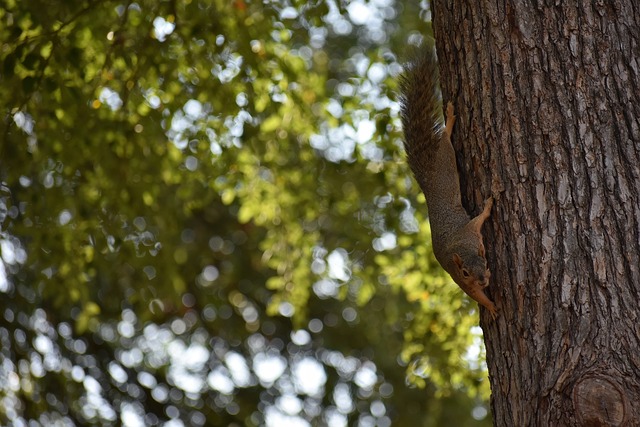 对于足球发 对于足球发