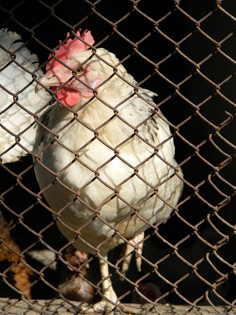 變防守陣型 變防守陣型